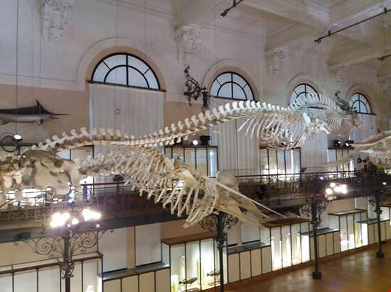 Montecarlo principato di Monaco  Museo del Oceanografico  